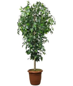 Resim Yapay Ağaç Yeşil Benjamin170 Cm Plastik Saksılı 1.Kalite Yapay Çi 