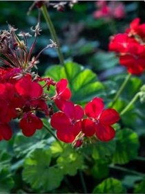 Resim Videolu Canlı Kırmızı Premium 1 Adet Sardunya Çiçeği 15-40Cm Saksılı (Geranium) 