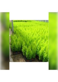 Resim Limon Servi Cupressus Macrocarpa Goldcrest 100 Cm 