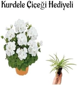 Resim Beyaz Renk Sardunya Çiçeği Sevgililer Gününe Özel Kurdele Çiçeği Hediyeli 