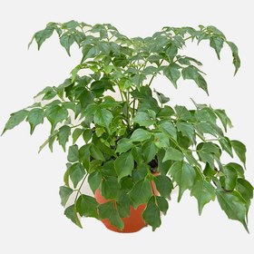 Resim Radarmachera Çin Kuklası 