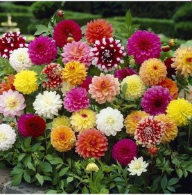Resim Karışık Renkli Bodur Mignon Dahlia Çiçeği Tohumu 80 Tohum N111472 