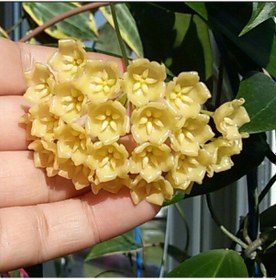 Resim Nadir Yoğun Kokulu Blashernaezii Hoya Carnosa Mum Çiçeği Herdem Yeşil Bakımı Kolay 