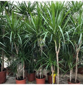 Resim Dracaena Marginata Çiçeği 4 Gövdeli 150-160cm 