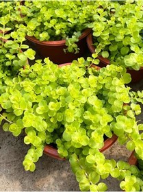 Resim Lysimachia Nummulari Altın Kolye Çiçeği Sarı Çiçekli 1 Adet Saksılı 