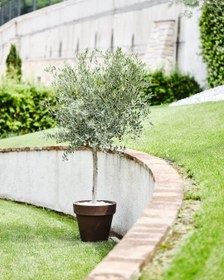Resim Standart One 60 Plastik Saksı Kapuçino 