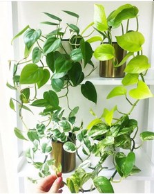 Resim Pathos Sarmaşığı - Askılı Saksıda 2 Adet 