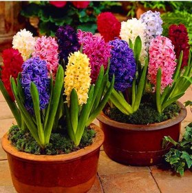 Resim Karışık Renkli Mix Sümbül Hyacinthus Soğanı 3 Adet 