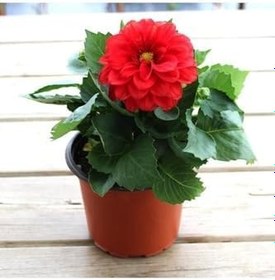Resim Dalia Fidanı 20 Cm 40 Cm 