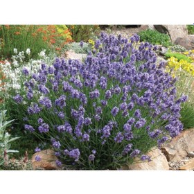 Resim Lavanta Fidanı 30 Adet - Saksıda 20-30 Cm 