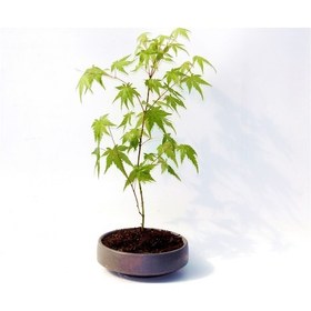 Resim Bonsai Japon Akçaağacı - Grey Serisi 6135 