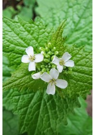 Resim Sosyete Sarımsağı x 5 ad 