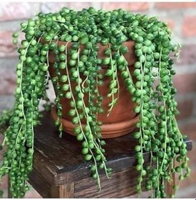Resim Videolu Tesbih Boncuk Çiçeği 1 Adet Saksılı 20-40 Cm İç Mekan Bitkisi (Senecio Rowleyanus) 