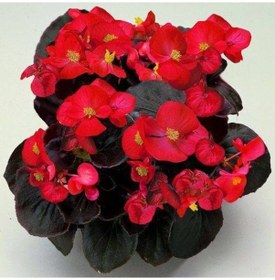 Resim Begonya Çiçeği 50 Adet - Saksıda Kırmızı Renk 