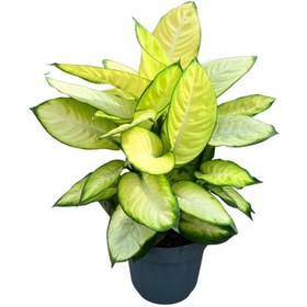 Resim Dieffenbachia 'Summer Style' (Difenbahya Çiçeği) Ø17 CM Y40-45 CM 