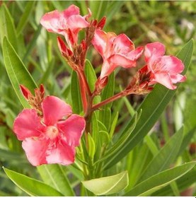 Resim Zakkum Çiçeği 20 Adet - Nerium Oleander Dış Mekan Çiçeği 