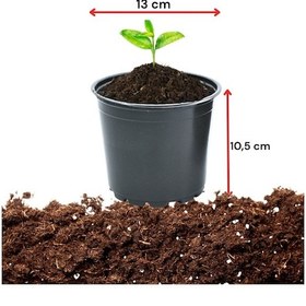 Resim 1000 Adet 13 Lük Vakum Saksı, Üretim Saksısı, Siyah Saksı 