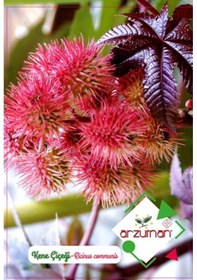 Resim Arzuman Süs Bitki Kene Çiçek Tohumu 