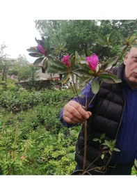 Resim Açelya Çiçeği Pembe 30-50 Cm 