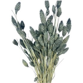 Resim Kuru Çiçek Doğal Kuş Otu Gri Renk 40-50gram 1. Kalite Şoklanmış Bozulmaz 