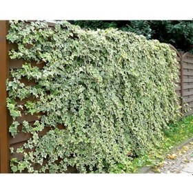 Resim Hedera Sarmaşık 10 Adet - 1.5 Metre Sarılıcı Bitki N11.26998 