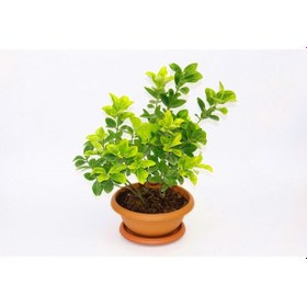 Resim Bonsai Euonymus Microphyllus Aurea 