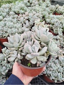 Resim Tunç Botanik PACHYPHYTUM OVİFERUM 3 ADET - BÜYÜK BOY YETİŞKİN SUKULENT 
