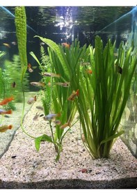 Resim Dev Saz Vallisneria 1 Saksı Akvaryum Bitkisi Akvaryum Bitkileri 1 Bağ-Saksı 
