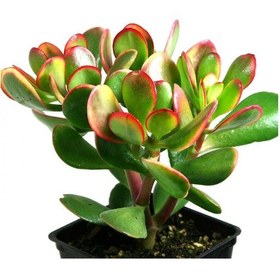 Resim Para Çiçeği Crassula Ovata 20 Adet 