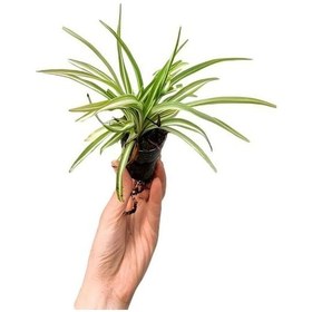 Resim Renkli Yapraklı Yaprak Güzeli Çiçeği Sevgililer Gününe Özel Kurdele Çiçeği 