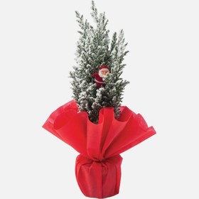 Resim Coniferen Mini Çam Ağacı 