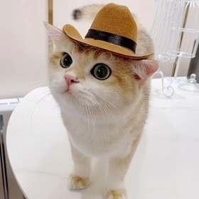 Resim 1 adet Kedi Kovboy Şapkası, Pet Baş Takıları, Küçük Köpek ve Kedi Şapka Fotoğraf Aksesuarları 
