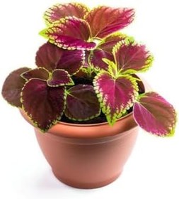 Resim Yaprak Güzeli Çiçeği 1 Adet 10-20Cm (Coleus), GDB140624NA22 