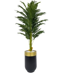 Resim Areka Palmiyesi 170cm Metal Siyah Gold Darbuka Saksıda H 