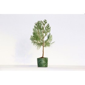 Resim Bonsai Thuja Orientalis Yeşil Saksıda 2 Adet 