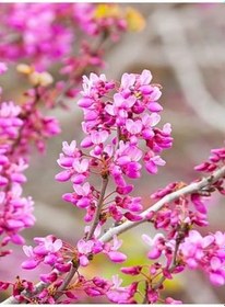 Resim Pembe Renk Erguvan Ağacı Fidanı 1 Adet Saksılı/Tüplü 40-70Cm (Pink Cercis), GDBTS060624NA67 