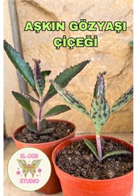 Resim Benekli Aşkın Gözyaşı Çiçeği Canlı Bitki 5'5 Saksıda Çiçek Fidesi 