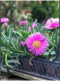 Resim 30 Adet Kabir Çiçeği Kaz Ayağı Mezarlık Çiçeği 