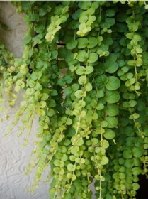 Resim Zemin Örtücü Sarı Kız Çiçeği 1 Adet Makrome Saksılı 30-40cm Lysimachia Nummulari 