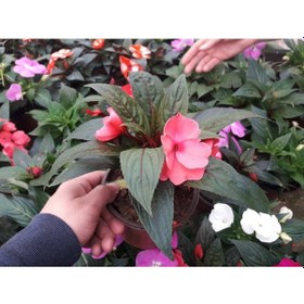 Resim Kırmızı Katmerli Cam Güzeli Çiçeği - 10 Adet Canlı Çiçek 