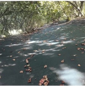 Resim Fındık Toplama Filesi - Düz Yeşil, Dayanıklı Malzeme, 4 M X 1 M 