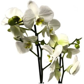 Resim Phalaenopsis leeds N11.2278 