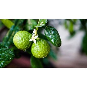 Resim Tüplü Aşılı Bergamot Fidanı 2 Yaş - 90-110 Boy 