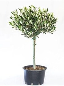 Resim Videolu Arbequina Bodur Zeytin Fidanı(30 60 Cm) 6 Adet Tüplü Zeytin Fidanı Olive Sapling 