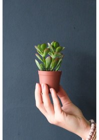 Resim 1 Adet Para Çiçeği Crassula Ovata Yeşil-kırmızı Renkli Kökleri Olgunlaşmış Canlı 