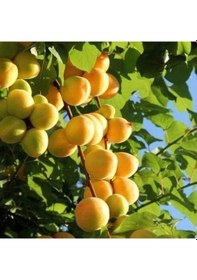 Resim Tüplü Aşılı Ninfa Cinsi Kayısı Fidanı +80cm 