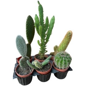 Resim Kaktüs & Sukulent 6'lı Karışık Set 