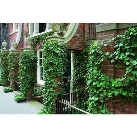 Resim Hedera Sarmaşık 50-100 Cm 3 Adet 