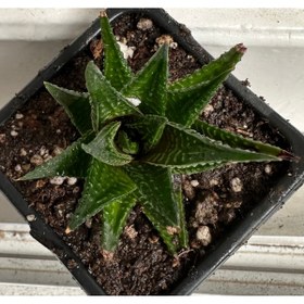 Resim ATABEY ÇİÇEK Howarthia limifolia sukulent 