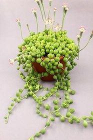 Resim Senecio Rowleyanus Tesbih Çiçeği, BTSTS51 